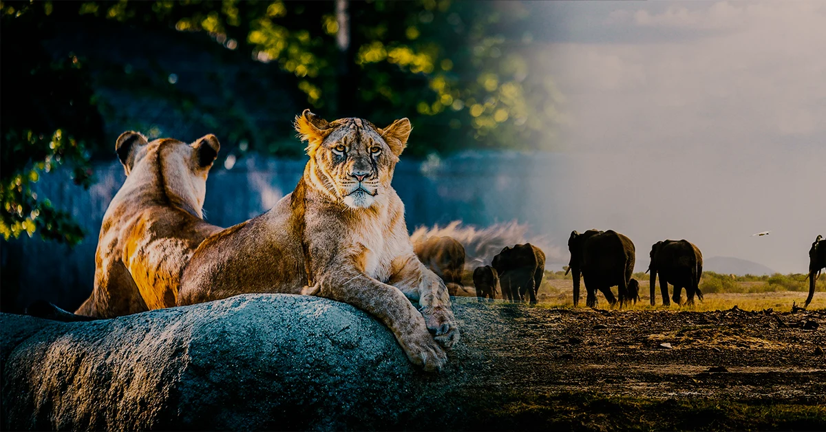 San Diego Zoo vs Safari Zoo – Which Is Better_