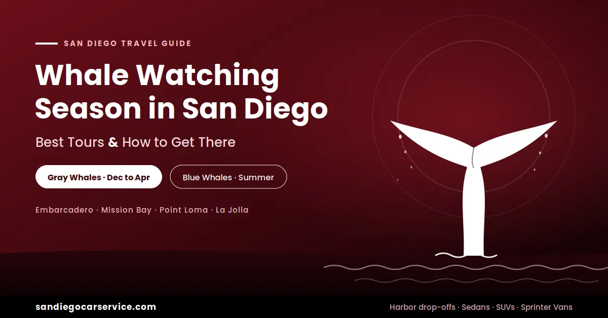 Whale Watching Season in San Diego
